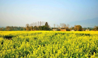 油菜花能钓鱼吗 油菜花能钓鱼吗怎么钓