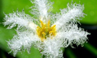 白蓟花花语是什么（蓝蓟花的花语是什么意思）