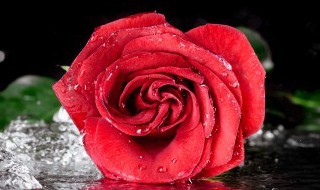 红玫瑰花语是什么（22朵红玫瑰花语是什么）