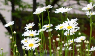 雏菊花语是什么 雏菊花语是什么意思 寓意