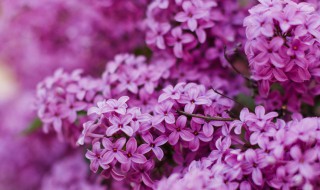 丁香花初学者种植教程（丁香花初学者种植教程图片）