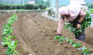 红薯苗移栽前方法 如何移栽红薯苗