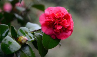 茶花在北方能过冬吗（茶花在北方能过冬吗庭院）