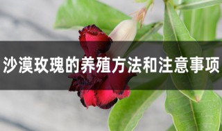 冬天沙漠玫瑰的养殖方法和注意事项（冬天沙漠玫瑰的养殖方法和注意事项视频）