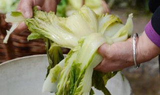 甘肃麻菜的腌制方法 甘肃腌麻菜的做法