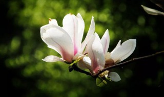 玉兰花水培种植方法（玉兰花水培种植方法图解）