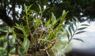 铁皮石斛条种植方法 铁皮石斛条种植方法盆栽