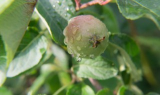 苹果树白蜘蛛防治方法（苹果树上的红蜘蛛白蜘蛛怎么办?）