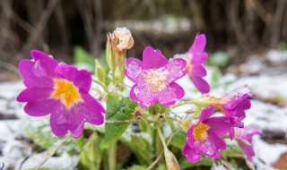 耐冬花的正确养殖方法 耐冬花的正确养殖方法视频