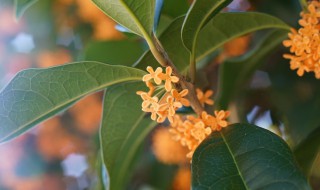 移栽桂花树施肥技巧（移栽桂花树施肥技巧视频）