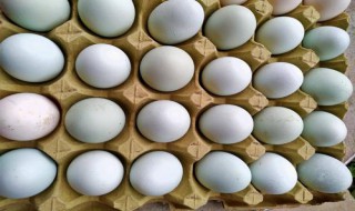 人工鸡蛋孵化技巧 人工鸡蛋孵化技巧和方法