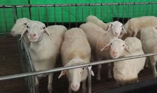 母羊养殖方法 母羊养殖方法视频