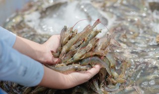 肉末橄榄菜蒸虾怎么做 肉末蒸虾窍门