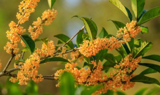 桂花茶怎么做的 桂花茶怎么样制作