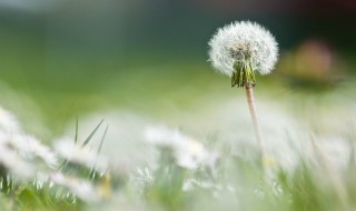 蒲公英的保健食疗吃法盘点 蒲公英的三种吃法