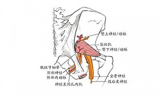 坐骨大孔由什么围成 由三种组织围成