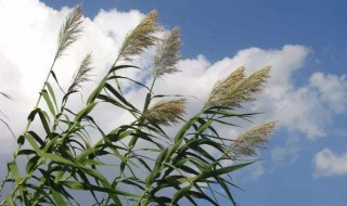 芦花飞时是什么季节 关于芦花的诗歌