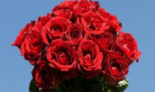 21支玫瑰花代表什么 21支玫瑰花代表什么花语