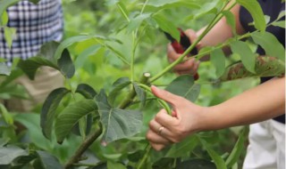 树木什么时候施肥是最佳时期（树木在什么时候施肥最好）