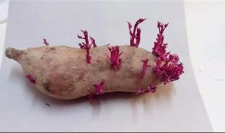 发芽红薯能吃吗（发芽红薯能吃吗?有什么后果?）