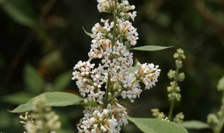 密蒙花怎么养（密蒙花植物）