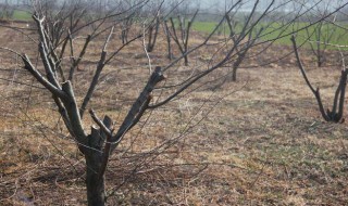 冬季修剪桃树的方法 冬季修剪桃树的方法和技巧