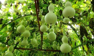 家中阳台种植小葫芦的养殖方法 家中阳台种植小葫芦的养殖方法和技术