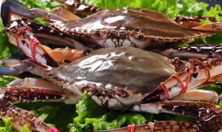 飞蟹和梭子蟹的区别 飞蟹和梭子蟹的区别锦州人说的插脐是哪种螃蟹