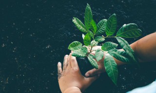 有哪些植物播种方法 植物播种方法有什么