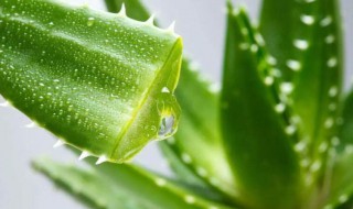 芦荟涂脸护肤的正确方法（芦荟涂脸护肤的正确方法视频）