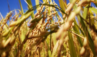 芒种节气在什么季节 芒种节气是什么季节