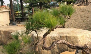 野生山松的种植方法（野生山松的种植方法和技术）