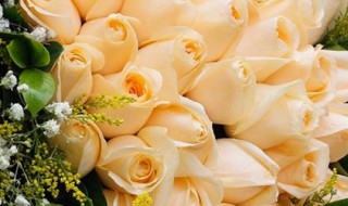 结婚用多少朵玫瑰花 求婚用什么玫瑰花多少朵