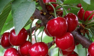大樱桃的功效与作用 大樱桃的功效与作用及禁忌樱桃的皮可以吃吗