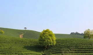 龙王山安吉白茶特点 龙王安吉白茶价格