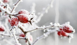 有关立冬的谚语精选 有关立冬的谚语精选英语