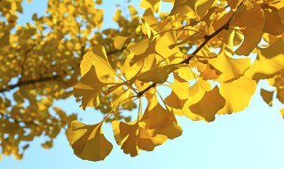 银杏树黄叶是怎么回事 银杏树叶发黄是什么原因