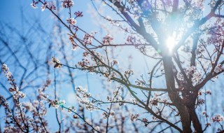 梅花象征什么精神（梅花象征什么精神品质200字）