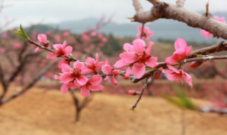 为什么叫桃花运（为什么叫桃花运而不是杏花运）