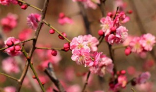 梅花怎么做吃的（梅花怎么做吃的视频）