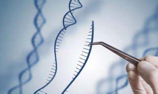 基因编辑过程中高能磷酸键会断裂吗 如何防止基因组提取过程中断裂
