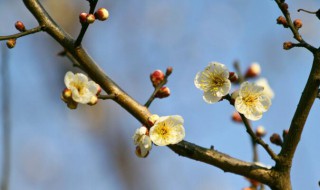 梅花北方冬天怎么养（梅花在北方冬天怎么养）