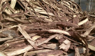 榆树皮的功效与作用 榆树皮的功效与作用及药用价值