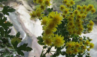 蒜茸野菊花怎么做（野菊花做法）