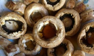 墨西哥龙舌兰酒烤蘑菇怎么做 墨西哥龙舌兰酒介绍