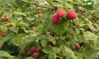 丰满红树莓种植方法 丰满红树莓苗