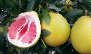 肉眼怎样外观区分红心柚子和白心柚子 从外观上区分红心柚子和白心柚子的流程