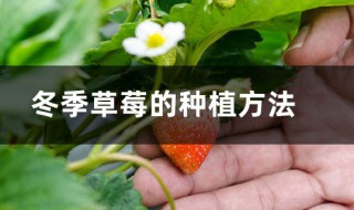 冬季草莓怎么种植管理 冬季草莓怎么种植管理图片