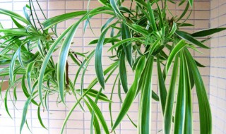 哪种植物具有吸收甲醛的功能 哪种植物具有吸收甲醛的功能文竹仙人掌常春藤