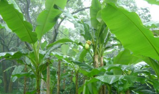 芭蕉树怎么栽种 芭蕉树怎样种植